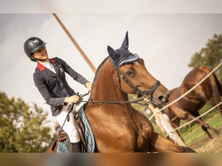 Selle Francais Stute 7 Jahre 165 cm Brauner in Neuville-les-Dames