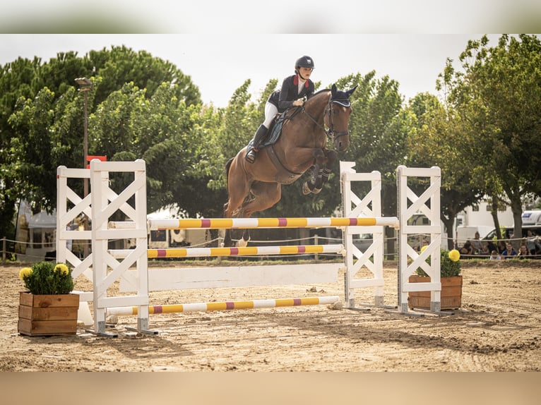 Selle Francais Stute 7 Jahre 165 cm Brauner in Neuville-les-Dames