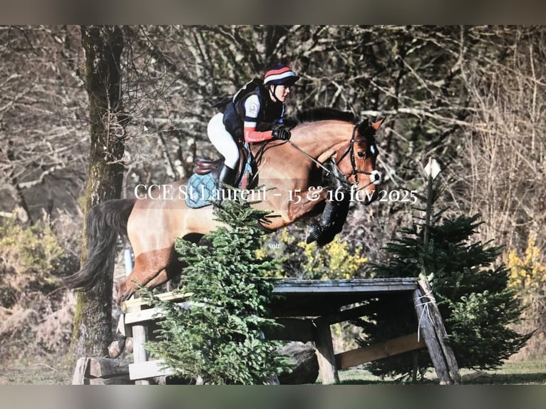 Selle Francais Stute 7 Jahre 165 cm Brauner in Neuville-les-Dames