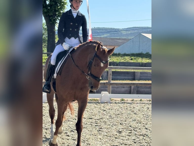 Selle Francais Stute 7 Jahre 166 cm Fuchs in Cluny