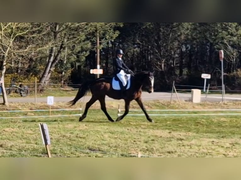 Selle Francais Stute 7 Jahre 167 cm Brauner in BEGAAR