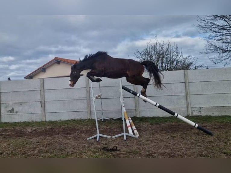 Selle Francais Stute 7 Jahre 167 cm Brauner in BEGAAR