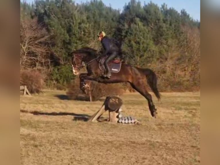 Selle Francais Stute 7 Jahre 167 cm Brauner in BEGAAR