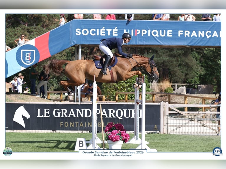 Selle Francais Stute 7 Jahre 168 cm Rotfuchs in Saint-Amand-en-Puisaye