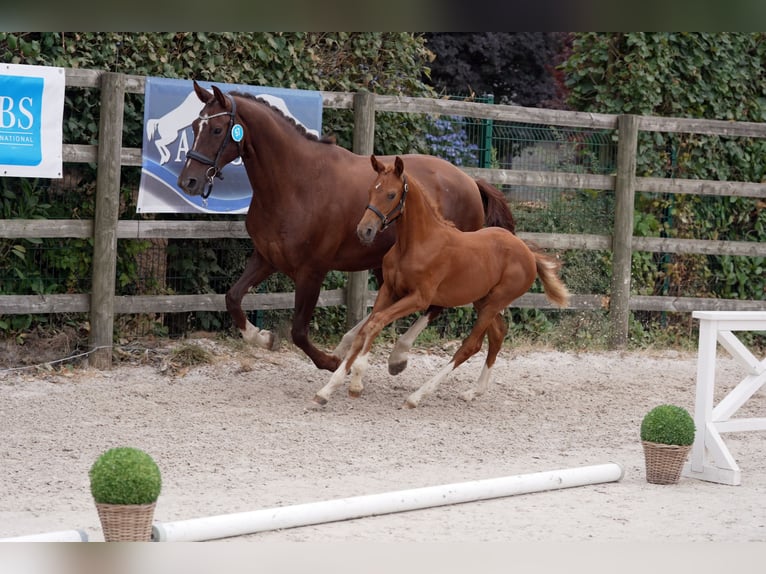 Selle Francais Stute 7 Jahre 175 cm Dunkelfuchs in Gembloux