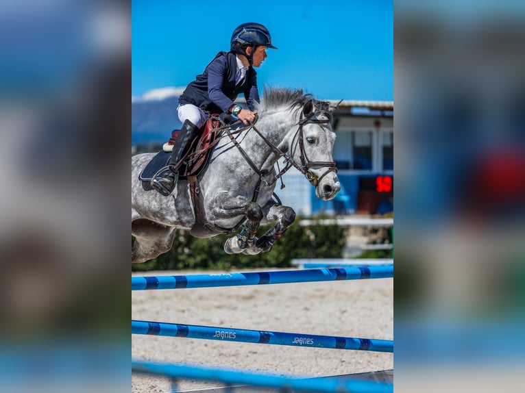 Selle Francais Stute 8 Jahre 139 cm Schimmel in Madrid