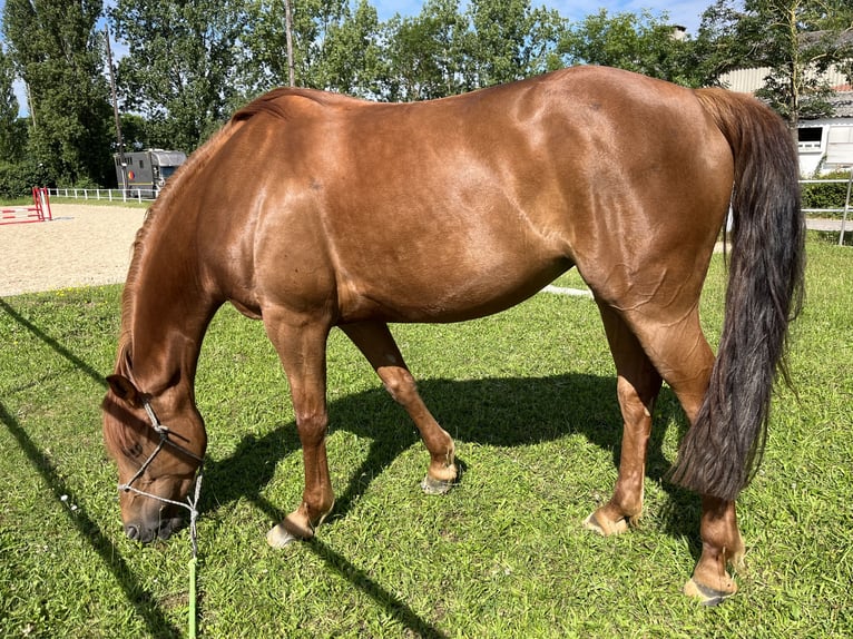 Selle Francais Stute 8 Jahre 160 cm Fuchs in Pontoy