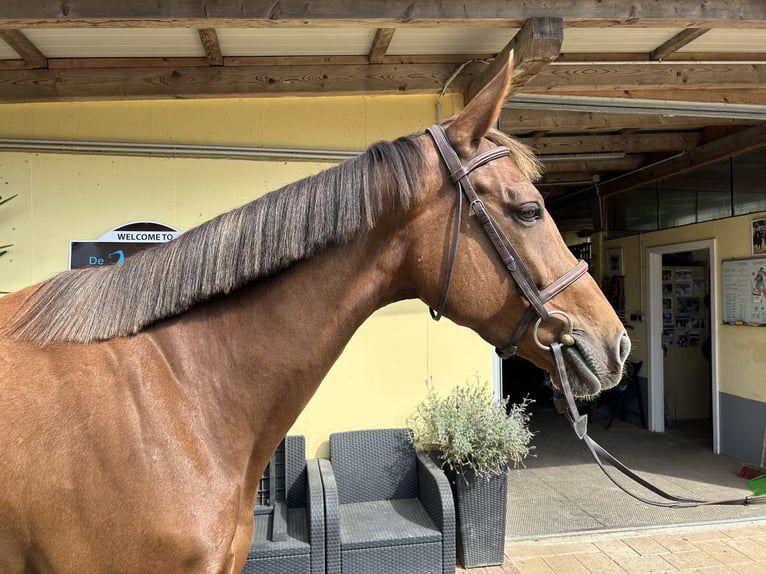 Selle Francais Stute 8 Jahre 165 cm Dunkelfuchs in Völkermarkt