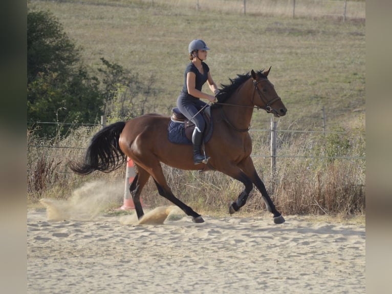 Selle Francais Stute 8 Jahre 166 cm Brauner in FREJUS