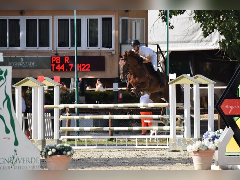 Selle Francais Stute 8 Jahre 167 cm Fuchs in Roma