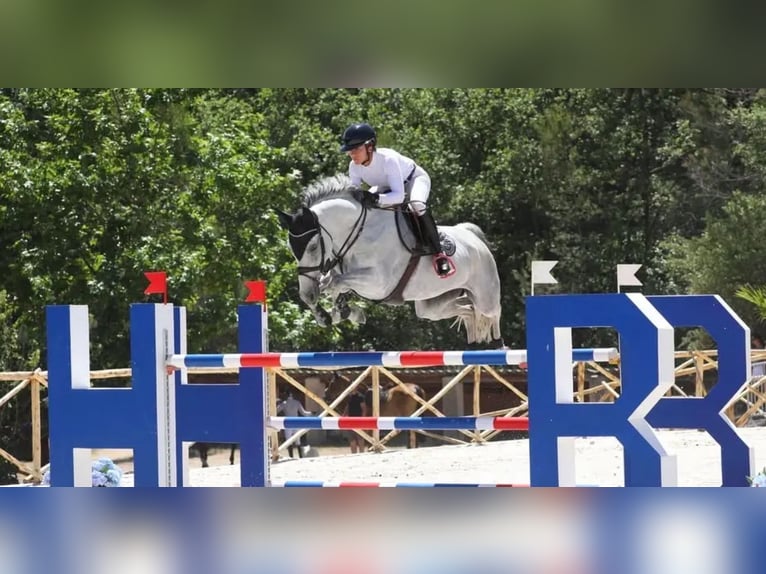 Selle Francais Stute 8 Jahre 167 cm Schimmel in aix en provence