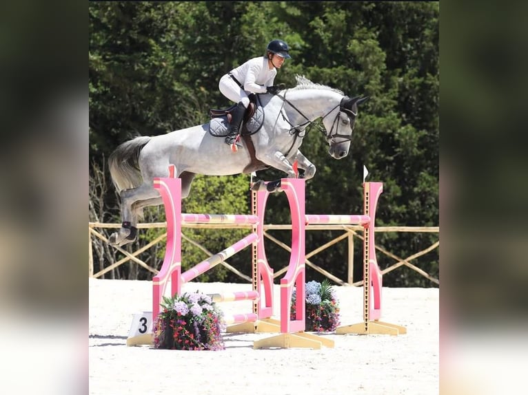 Selle Francais Stute 8 Jahre 167 cm Schimmel in aix en provence