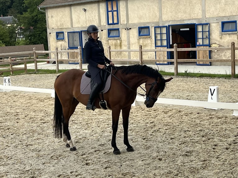 Selle Francais Stute 8 Jahre 168 cm Brauner in Saint-Vérain