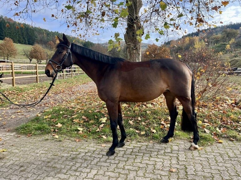 Selle Francais Stute 8 Jahre 168 cm Brauner in Neuh&#xFC;tten