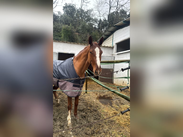 Selle Francais Stute 8 Jahre 170 cm Fuchs in Barcelona