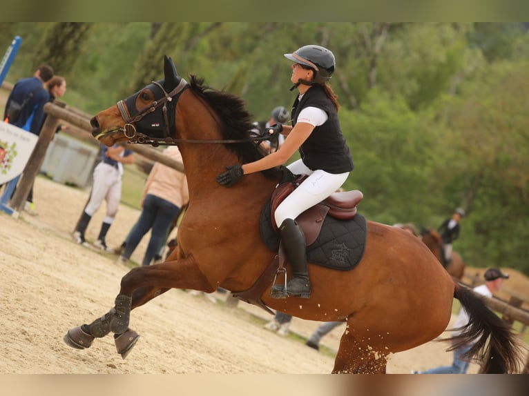 Selle Francais Stute 8 Jahre 172 cm Brauner in Roquebrune-sur-Argens