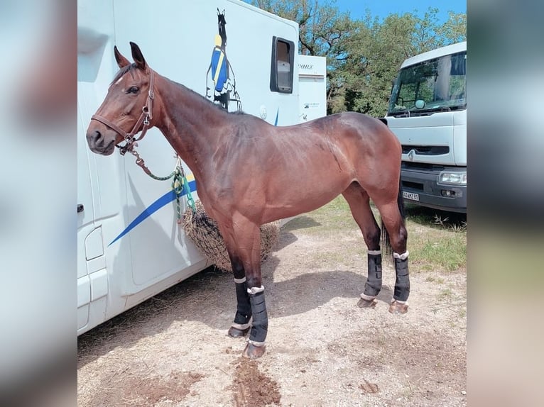 Selle Francais Stute 8 Jahre 172 cm Brauner in Fontaines-sur-Sa&#xF4;ne