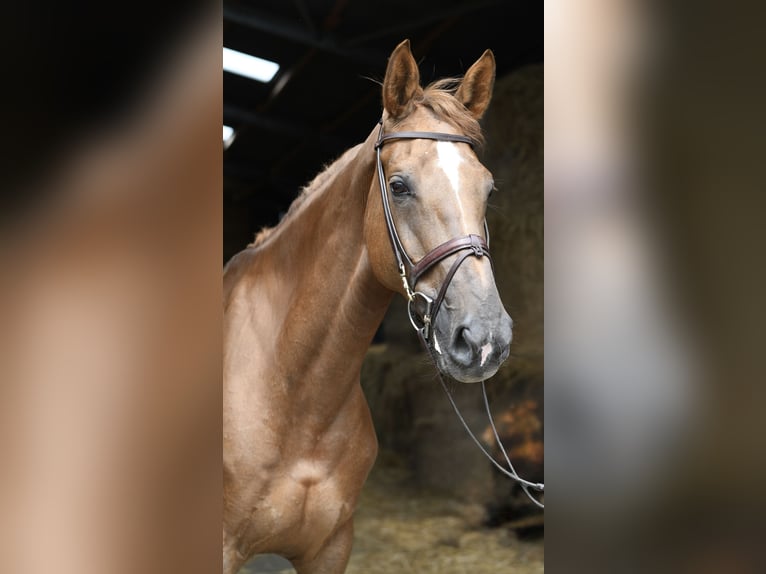 Selle Francais Stute 8 Jahre 175 cm Dunkelfuchs in Geilenkirchen