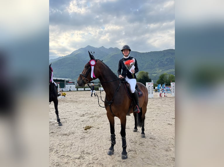 Selle Francais Stute 8 Jahre Brauner in Aeugst am Albis