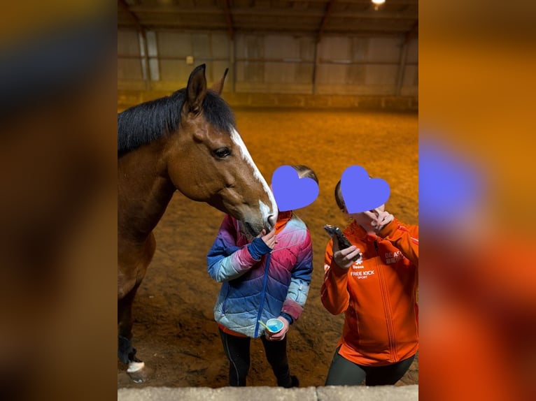 Selle Francais Mix Stute 9 Jahre 148 cm Dunkelbrauner in Den Haag