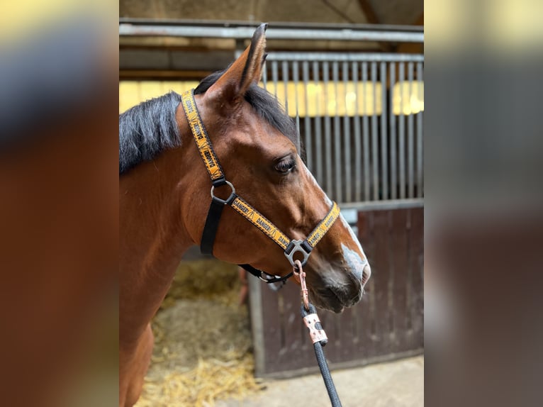 Selle Francais Mix Stute 9 Jahre 148 cm Dunkelbrauner in Den Haag