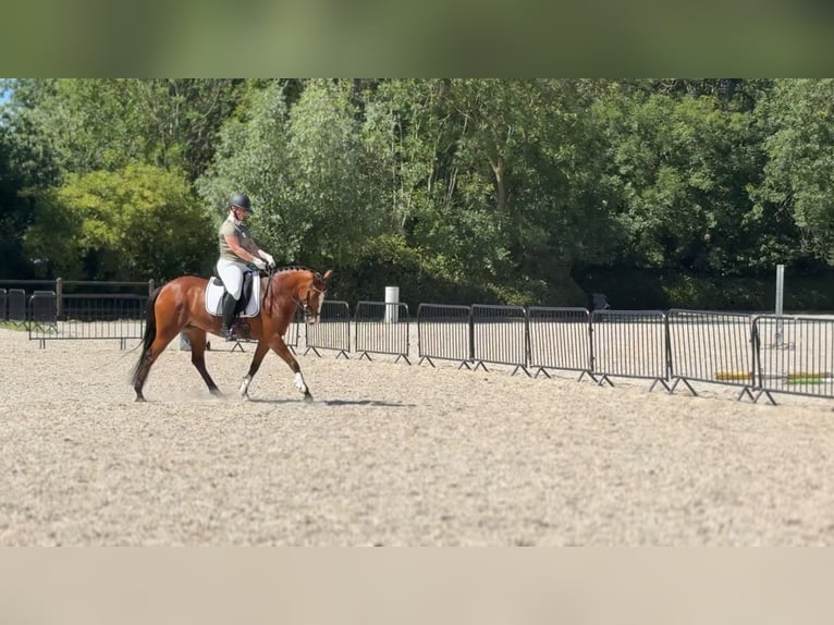 Selle Francais Mix Stute 9 Jahre 148 cm Dunkelbrauner in Den Haag