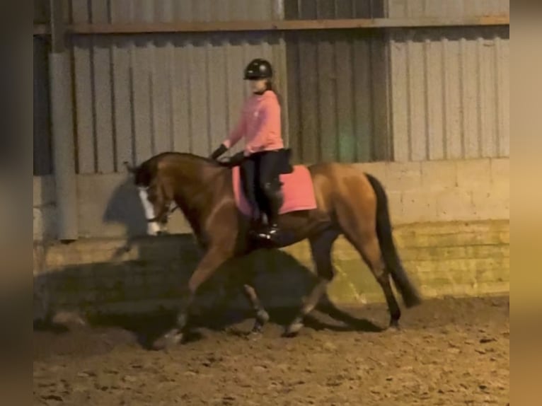 Selle Francais Mix Stute 9 Jahre 148 cm Dunkelbrauner in Den Haag