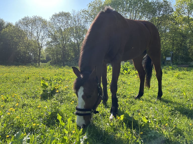 Selle Francais Mix Stute 9 Jahre 148 cm Dunkelbrauner in Den Haag