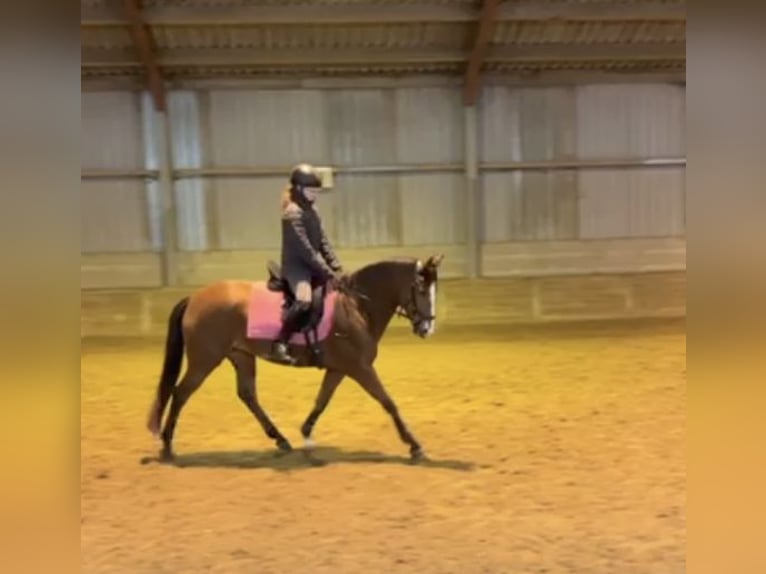 Selle Francais Mix Stute 9 Jahre 148 cm Dunkelbrauner in Den Haag