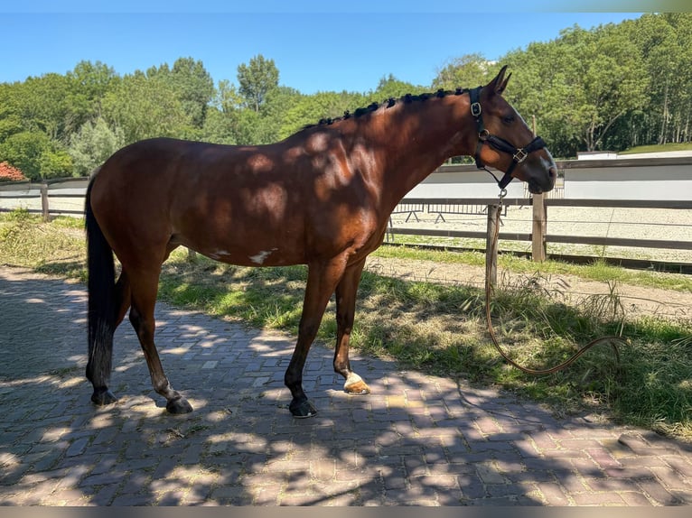 Selle Francais Mix Stute 9 Jahre 148 cm Dunkelbrauner in Den Haag