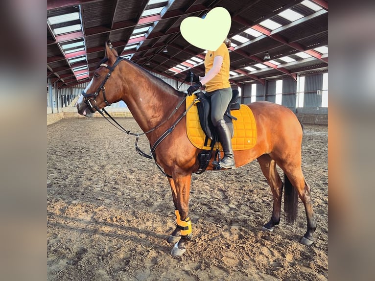 Selle Francais Mix Stute 9 Jahre 148 cm Dunkelbrauner in Den Haag