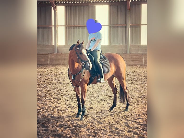 Selle Francais Mix Stute 9 Jahre 148 cm Dunkelbrauner in Den Haag