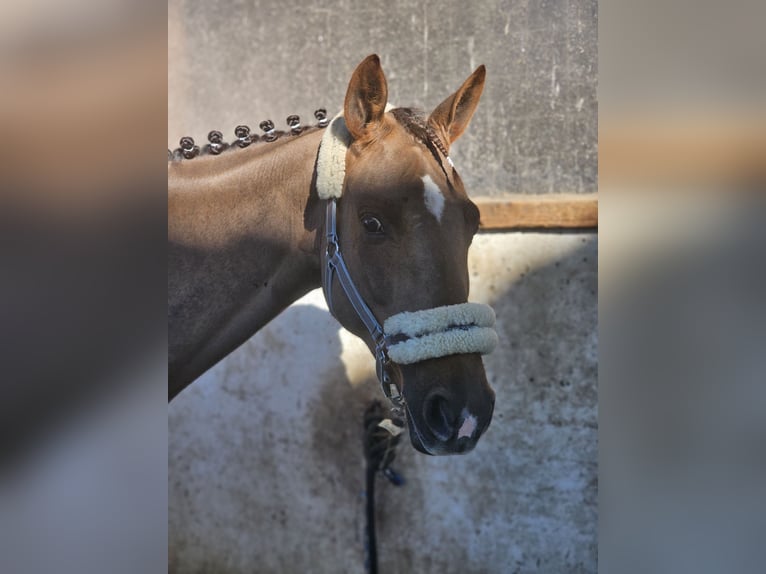 Selle Francais Stute 9 Jahre 164 cm Dunkelfuchs in Riggisberg