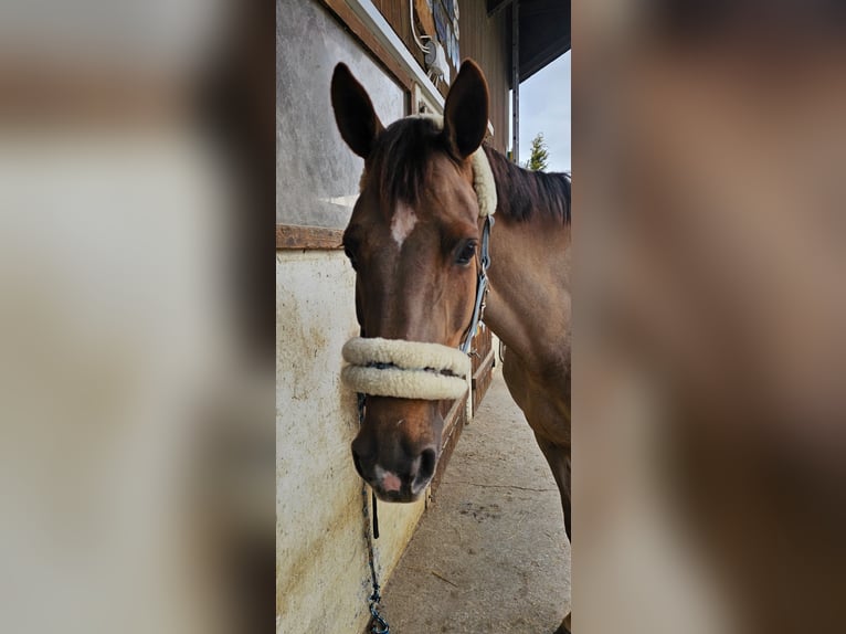 Selle Francais Stute 9 Jahre 164 cm Dunkelfuchs in Riggisberg