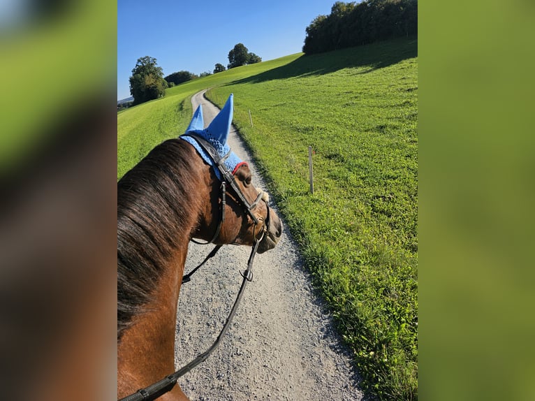 Selle Francais Stute 9 Jahre 164 cm Dunkelfuchs in Riggisberg