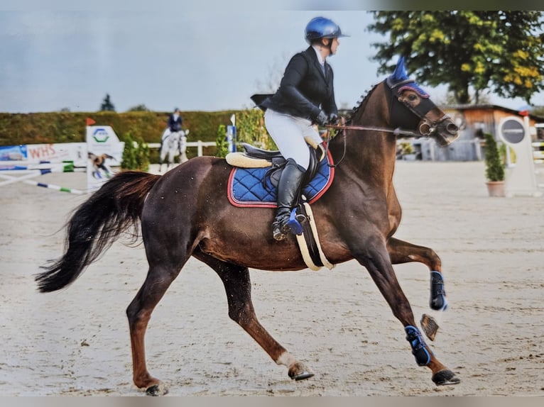 Selle Francais Stute 9 Jahre 164 cm Dunkelfuchs in Riggisberg