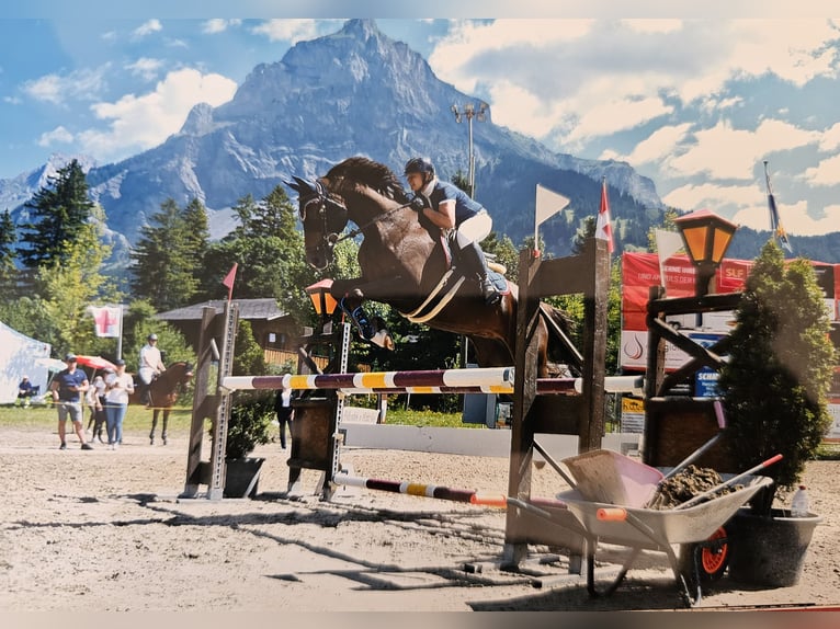 Selle Francais Stute 9 Jahre 164 cm Dunkelfuchs in Riggisberg