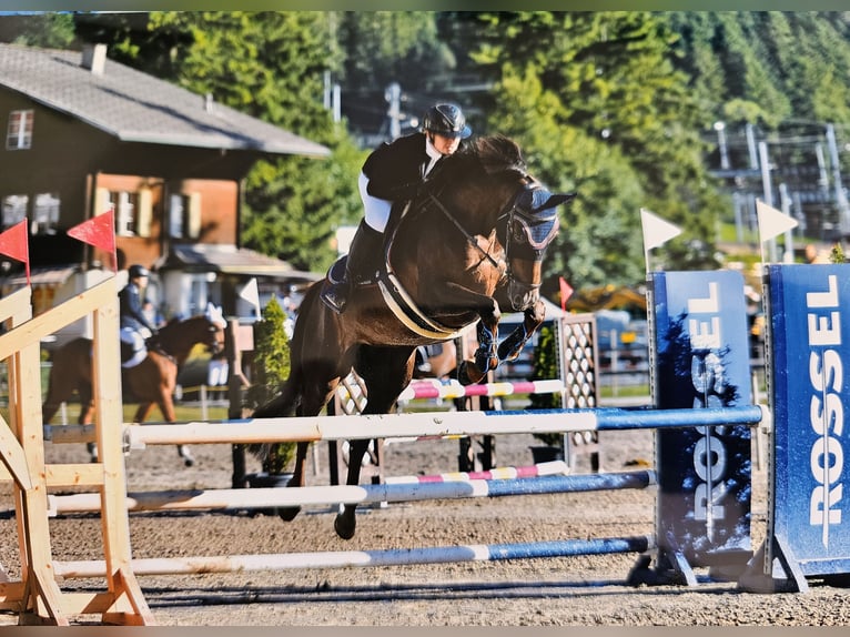 Selle Francais Stute 9 Jahre 164 cm Dunkelfuchs in Riggisberg
