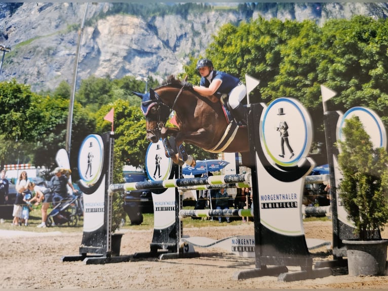 Selle Francais Stute 9 Jahre 164 cm Dunkelfuchs in Riggisberg