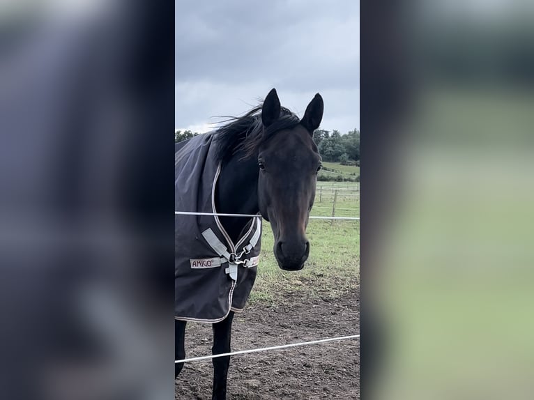 Selle Francais Stute 9 Jahre 165 cm Dunkelbrauner in Orgon