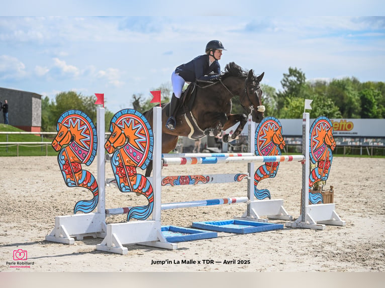 Selle Francais Stute 9 Jahre 168 cm Schwarzbrauner in Haguenau