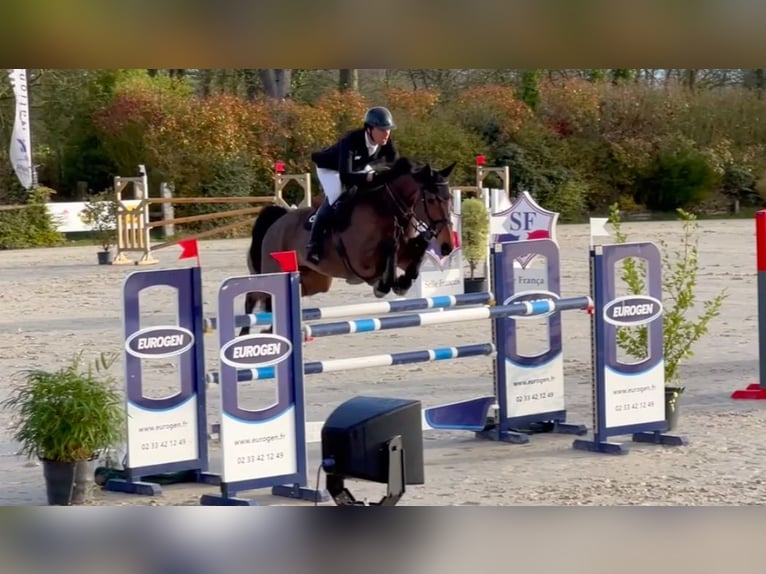 Selle Francais Stute 9 Jahre 170 cm Rotbrauner in Saint-Pierre-de-Coutances