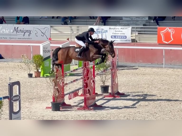 Selle Francais Stute 9 Jahre 170 cm Rotbrauner in Saint-Pierre-de-Coutances