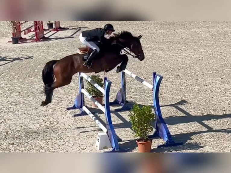 Selle Francais Stute 9 Jahre 170 cm Rotbrauner in Saint-Pierre-de-Coutances