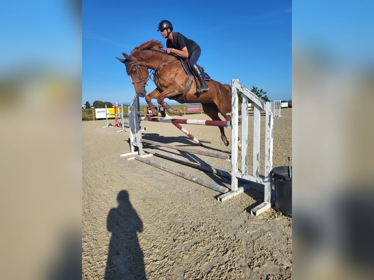 Selle Francais Stute 9 Jahre 177 cm Dunkelfuchs in OBERNAI