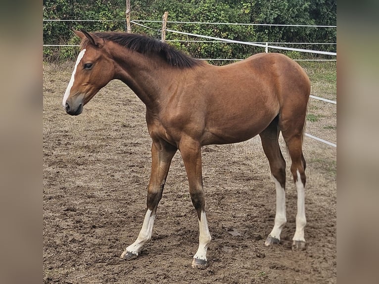 Selle Francais Stute Fohlen (03/2026) 140 cm Brauner in Coulon