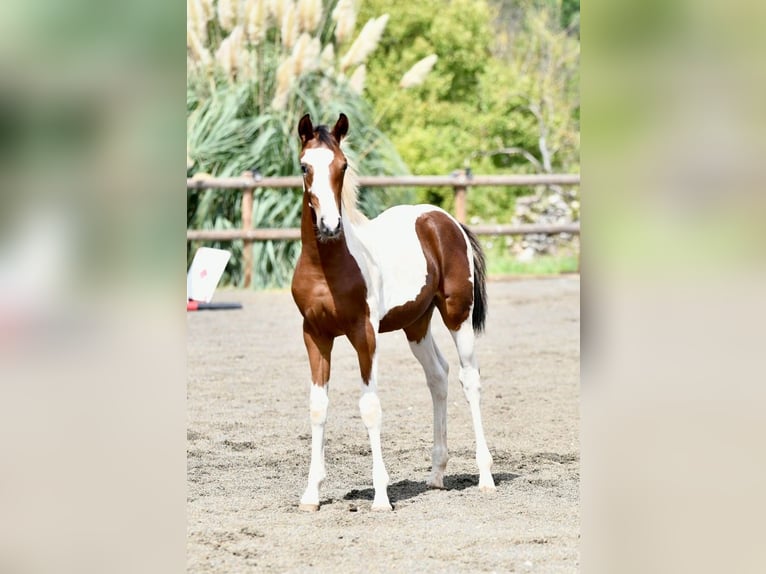 Selle Francais Stute Fohlen (05/2026) 165 cm Tobiano-alle-Farben in Tourves