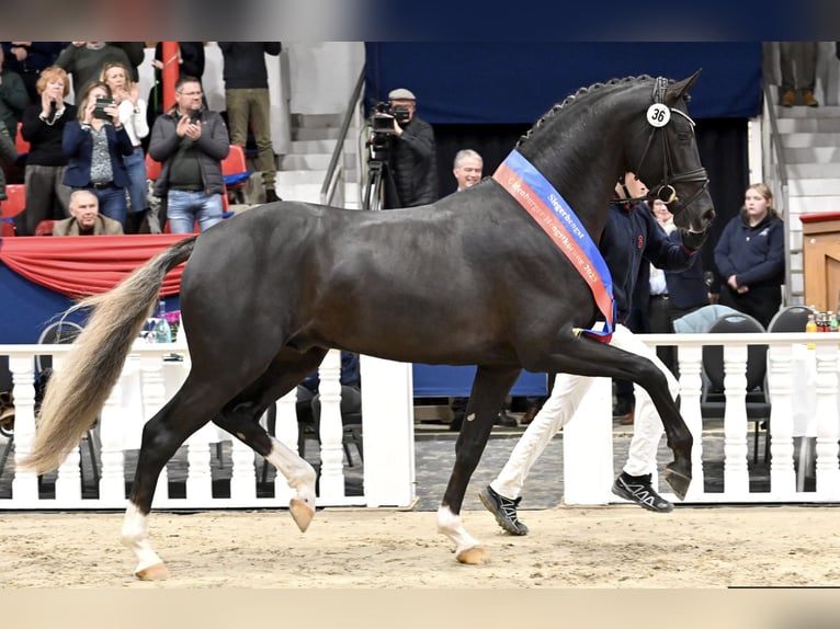 Selle Francais Stute  170 cm Dunkelfuchs in Velars-sur-Ouche