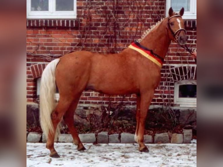 Selle Francais Stute  170 cm Dunkelfuchs in Velars-sur-Ouche