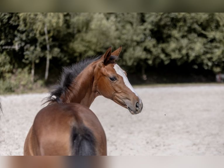 Selle Francais Stute Fohlen (04/2025) Brauner in Barenton